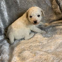 Lilly - Parti female Goldendoodle puppy in Haddam, Kansas from Golden B Acres