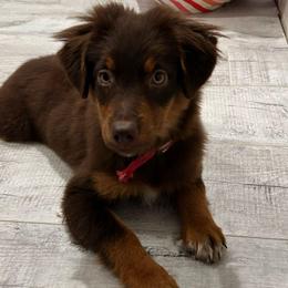 Basil - Red tri female Miniature Australian Shepherd puppy in Sulphur, Louisiana from Triple J Aussies and Corgis