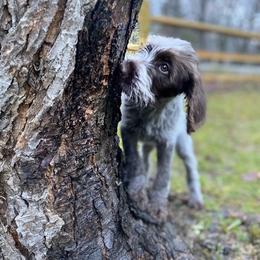 Wirehaired Pointing Griffon Puppies from BradfordWoods Griffons