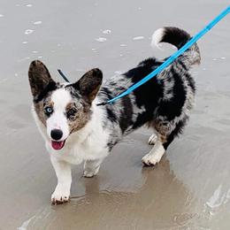 Charlene - Blue merle and white female Cardigan Welsh Corgi puppy in Kerens, West Virginia from Leather & Lace