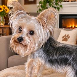CHIP - Yorkshire Terrier
