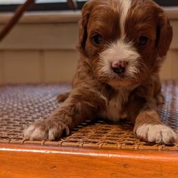 Girl 1 - female Cavapoo puppy in Sunnyvale, Texas from Sunnytown Farm Cavapoos