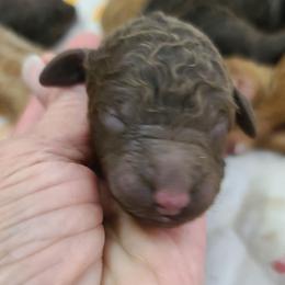 Pink Collar - Brown female Poodle puppy in Colorado Springs, Colorado from Silly's Standard Poodles