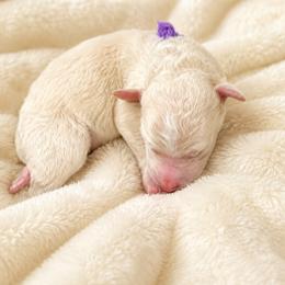 Boo - Yellow and white female Bernedoodle puppy in Springville, Utah from Oodles of Bernedoodles