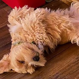 Miniature Schnauzers from Whodeenys