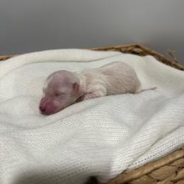Ace - Cream male Dachshund puppy in Modesto, California from Raws Doxies