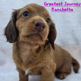 Dachshund Puppies from Greatest Journey Ranchette