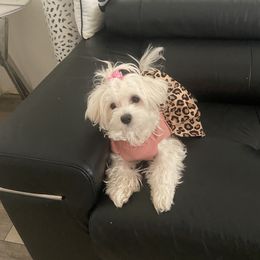 Molly - Poodle