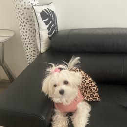 Molly - Poodle
