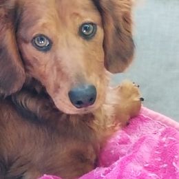 Comet - Dachshund