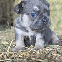 Lilac boy - Blue male French Bulldog puppy in Brooksville, Florida from Post Farm Rottweilers & French Bulldogs