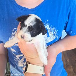 Oreo - Black and white male Havanese puppy in Melba, Idaho from Lawson Havanese