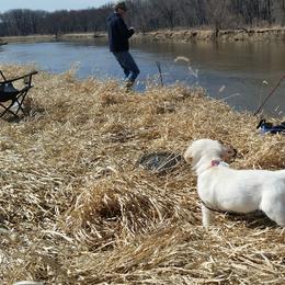 Golden Retriever Puppies from Fiddle In Gold Retrievers