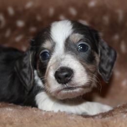 Nugget - Blue and cream male Dachshund puppy in Roanoke, Alabama from 3B Doxies