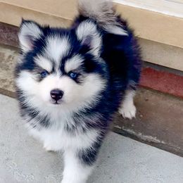 Pearl - $3500 (Sold) - Black and white Pomsky puppy in South Lyon, Michigan from Blue Pearl Pomskies