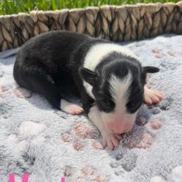 Montana - Black and white female Border Collie puppy in Owenton, Kentucky from Three16 Ranch