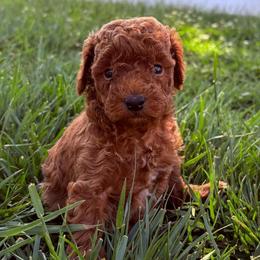 Thea - Red  female Poodle puppy in Morehead, Kentucky from Paw Perfect Pets