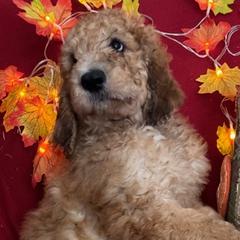 Thrasher - Saint Berdoodle puppy in Huntington Station, New York from R & C's for the Love of Doodles
