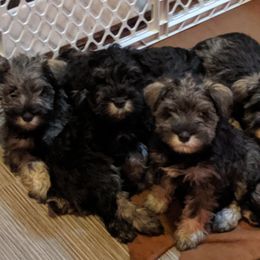 Miniature Schnauzer Puppies from Tymeless Farm