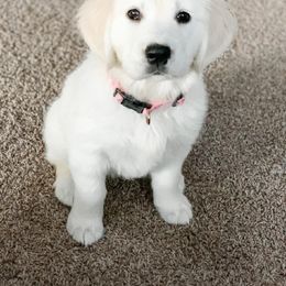 Golden Retriever Puppies from Golden Retriever Companions