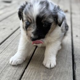 Spades - Blue merle male Australian Shepherd puppy in Warsaw, Missouri from Siercks Ranch Aussies
