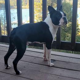 Leo - Boston Terrier