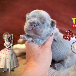 Toy Story's Bo Peep (lilac fluffy) - Tricolors female French Bulldog puppy in Salem, Oregon from Toy House Frenchies