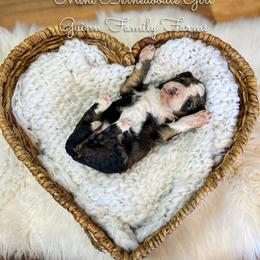 Screwball - Tri-color female Bernedoodle puppy in Grove, Oklahoma from Guinn Family Farms