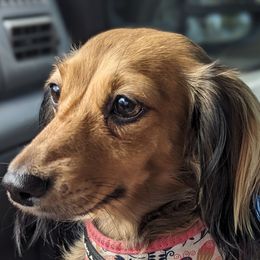 Dachshunds from Sesame Doxies