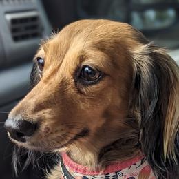 Dachshunds from Sesame Doxies