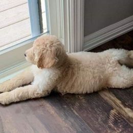 Labradoodle, Goldendoodle, and Bernedoodle Puppies from Riverhouse Doodles