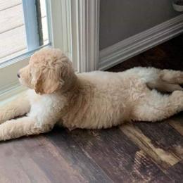 Labradoodle, Goldendoodle, and Bernedoodle Puppies from Riverhouse Doodles
