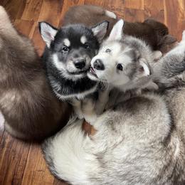 Alaskan Malamute Puppies from Fawn River Malamutes
