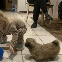 Pekingese Puppies from Crawford Ranch Canines