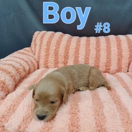 Goldendoodle Puppies from Georgetown designer dogs and purebred puppies