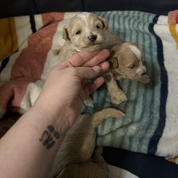 Girl 2 - Apricot female Maltipoo puppy in Clover, South Carolina from Cudi’s Buddies