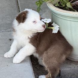 Sissy's Red Tri Boy 3 - Red tri-color male Australian Shepherd puppy in Mt. Pleasant, Utah from WildeOak Aussies