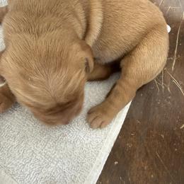 Male 2 - Golden male Golden Retriever puppy in Mesa, Arizona from Grand Canyon Goldens