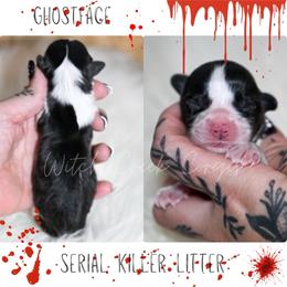 Ghost face - Black and white male American Corgi puppy in Greenwood, Indiana from Witch Creek Corgis
