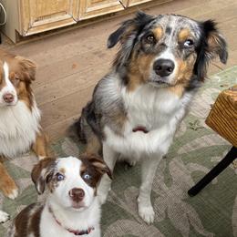 Miniature Australian Shepherds from My Girls Aussies NJ