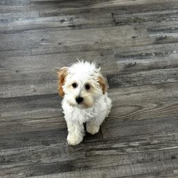 Maltipoo All Grown Up from Red Okie Poos