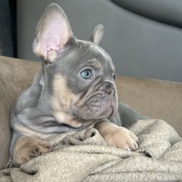 Hazel - Tricolors French Bulldog puppy in Clermont, Florida from Nala’s Nest