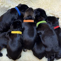 Miniature Schnauzer puppies from Black Gold Miniature Schnauzers