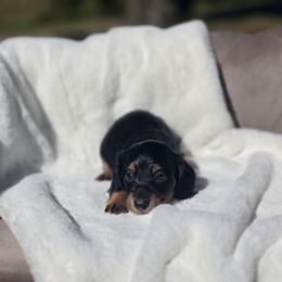 Leo - Black and tan male Dachshund puppy in Mcminnville, Tennessee from Red Barn Farms Minis
