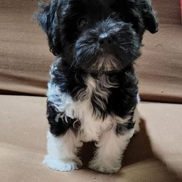 Havanese and Shih Tzu Puppies from Locust Creek Shih Tzu & Havanese