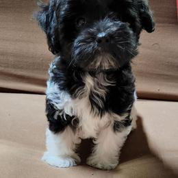 Havanese and Shih Tzu Puppies from Locust Creek Shih Tzu & Havanese