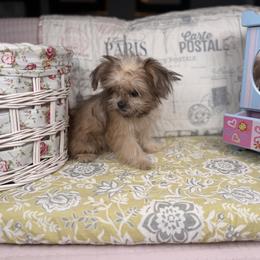 Dorian - Blue male Mi-Ki puppy in Prospect Heights, Illinois from Metro Mi-kis