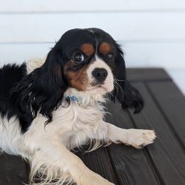 Prince - Cavalier King Charles Spaniel