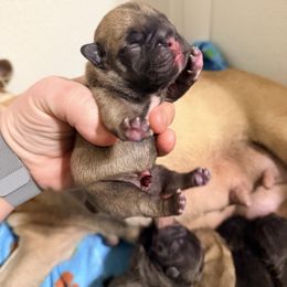 Fawn boy 2 - Fawn and white male French Bulldog puppy in Washington, Pennsylvania from Crooked Pine French Bulldogs