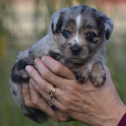Hazel - Blue merle female Miniature American Shepherd puppy in Chocowinity, North Carolina from Foxtail Hollow